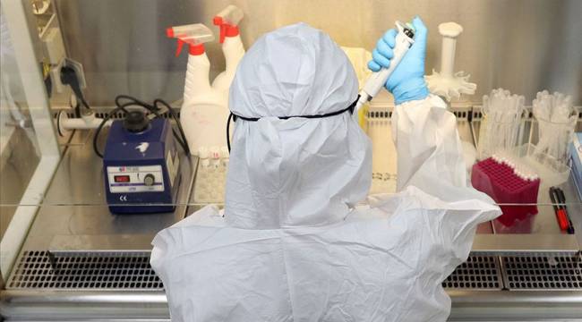Lamalardan alınan iki antikor laboratuvar ortamında Kovid-19'u etkisizleştirdi