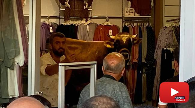 Mağazaya dalan kaçak boğa operasyonla yakalandı