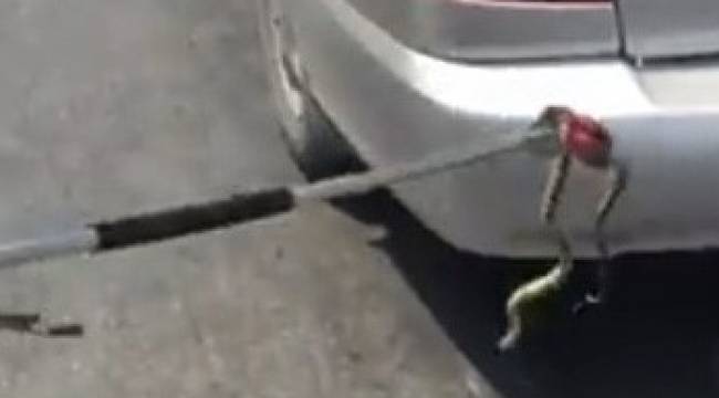 Otomobile giren yılan kazaya neden oldu
