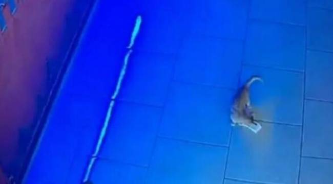Rusya'da kasadan para çalan kedi 'suçüstü yakalandı'