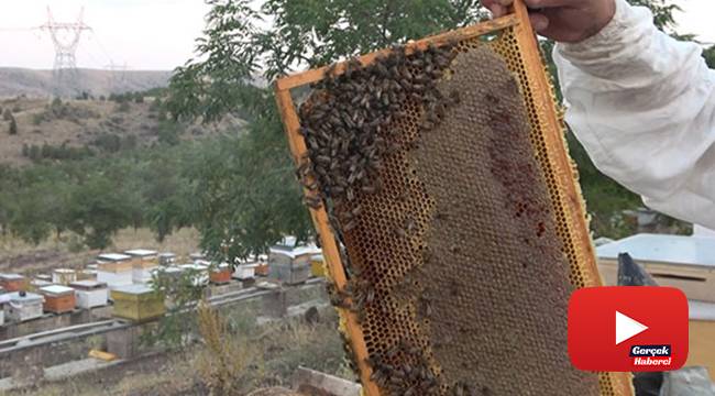 10 çeşit bitkiden elde edilen her derde deva balın kilosu 100 lira