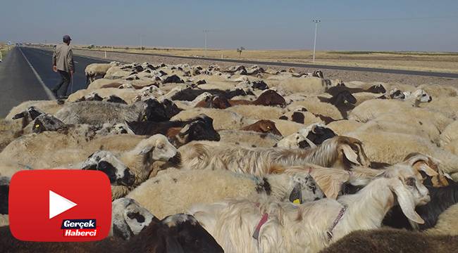 50 derece sıcaklıkta çalışan çobanların zorlu mücadelesi