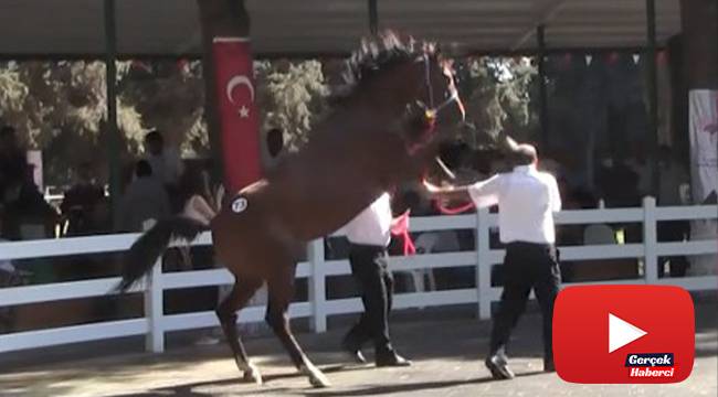 Araba fiyatına satılık tay podyumda bakıcısını böyle tepti