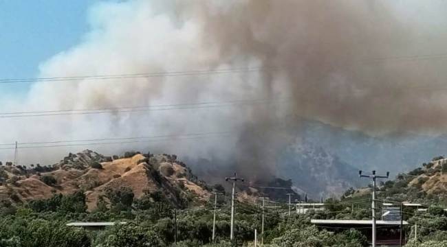 Aydın'da zeytinlik ve incirlik alanda yangın çıktı