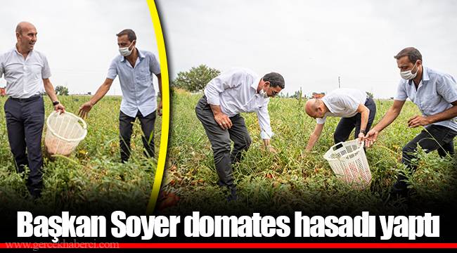 Başkan Soyer domates hasadı yaptı