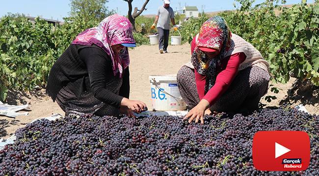 Böyle eğlenceli bağ bozumu görülmedi