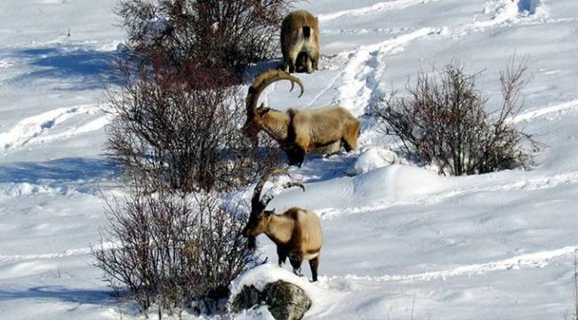 Bu defa Erzincan'daki 10 dağ keçisi katledilecek: "Bakanlık 'av turizmi' ihaleleri açmaya devam ediyor