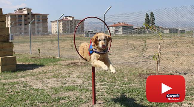 Bu köpekler, kaçakçıların ve teröristlerin korkulu rüyası