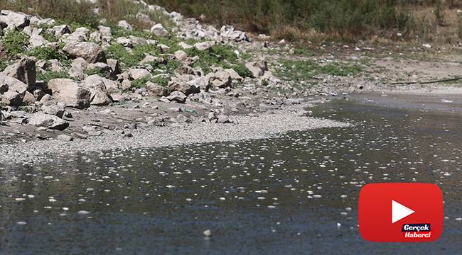 Bursa'da çevre felaketi... Binlerce balık telef oldu