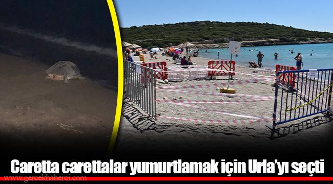 Caretta carettalar yumurtlamak için Urla’yı seçti