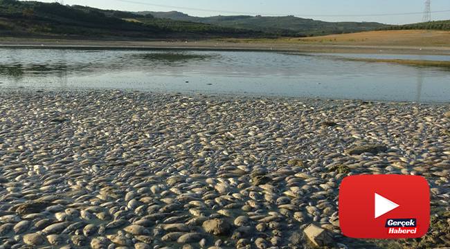 Çevre felaketi büyüdü...Su iyice azaldı balık ölümleri katlandı