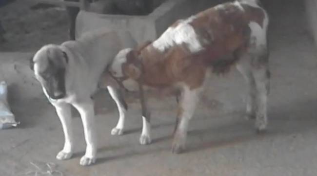 Danayı emziren kangal köpeği görenleri şaşırtıyor
