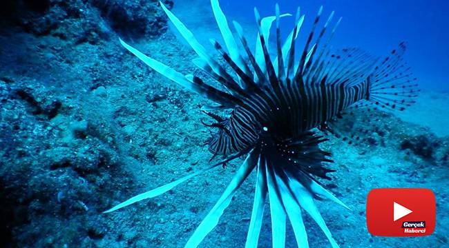 Denizlerin korkulu rüyası Bodrum’u istila etmeye başladı
