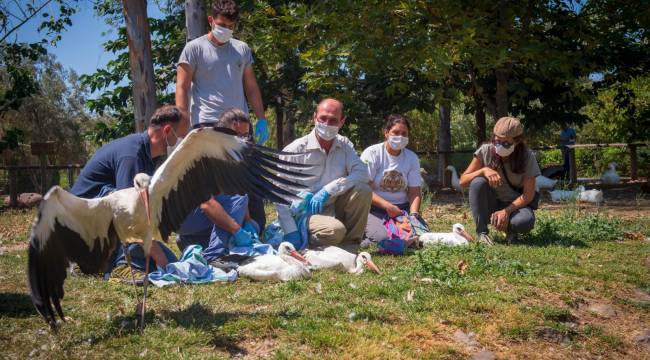 Doğal Yaşam Parkı'nda tedavi edilen leylekler doğaya bırakıldı