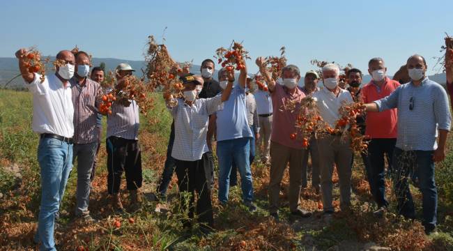 Domatesi tarlada kalan Bakırçay Havzası domates üreticisi isyan etti