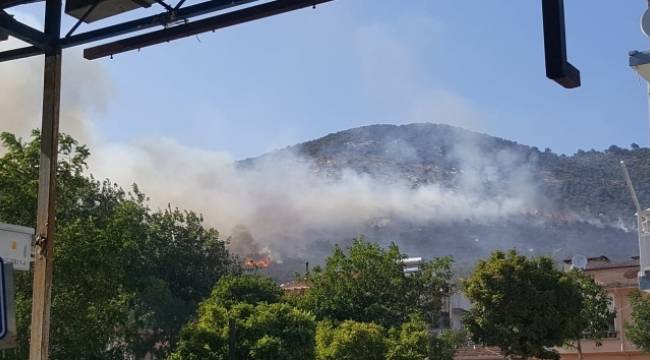Evde çıkan yangın zeytinliğe sıçradı