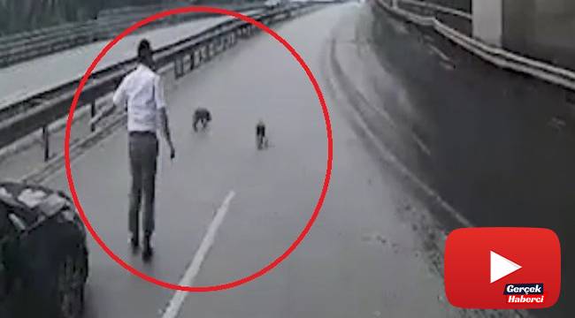 Halk otobüsü sürücüsü yavru köpekleri ezilmekten kurtardı