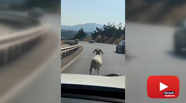 Otoyola çıkan koç otomobillere meydan okudu