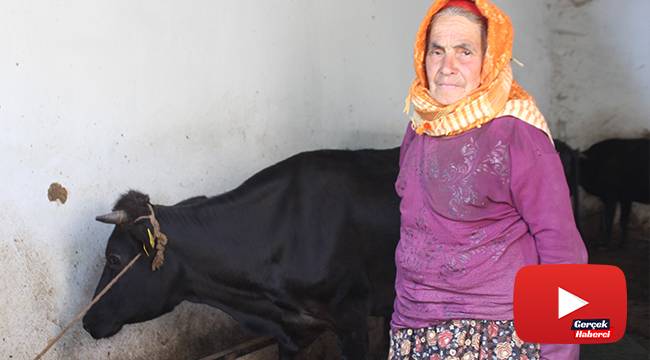 Sabiha Teyze inekleri ile mutlu bir bayram geçiriyor