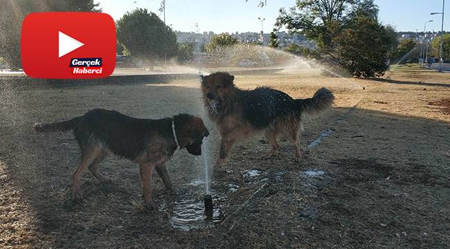 Sıcaktan bunalan köpeklerin fıskiye keyfi