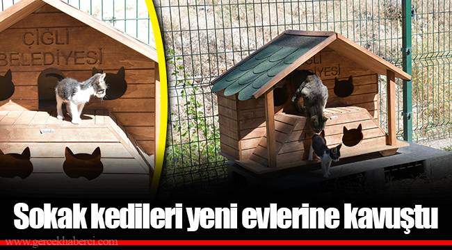 Sokak kedileri yeni evlerine kavuştu