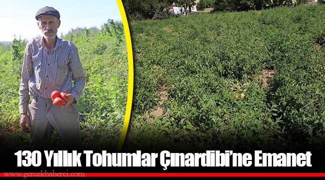 130 Yıllık Tohumlar Çınardibi’ne Emanet