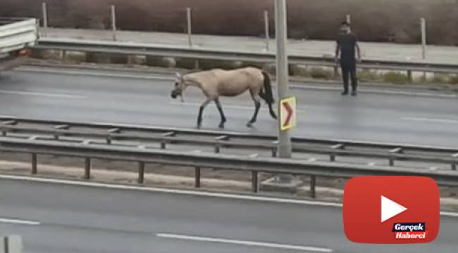 Başı boş at dehşet saçtı, o anlar güvenlik kamerasına yansıdı