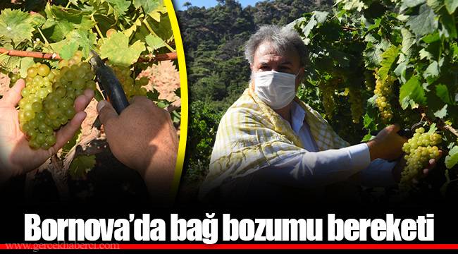 Bornova’da bağ bozumu bereketi