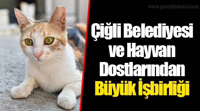 Çiğli Belediyesi ve Hayvan Dostlarından Büyük İşbirliği 