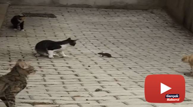 Fare 5 kediye kafa tuttu