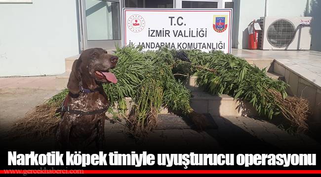 Narkotik köpek timiyle uyuşturucu operasyonu