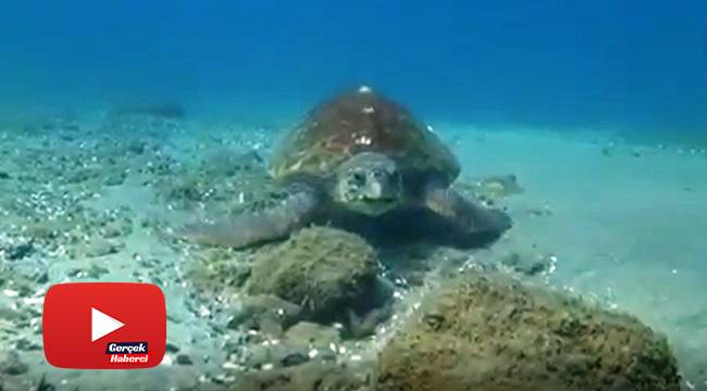 Nesli tükenmekte olan caretta caretta Çanakkale Boğazı’nda böyle görüntülendi