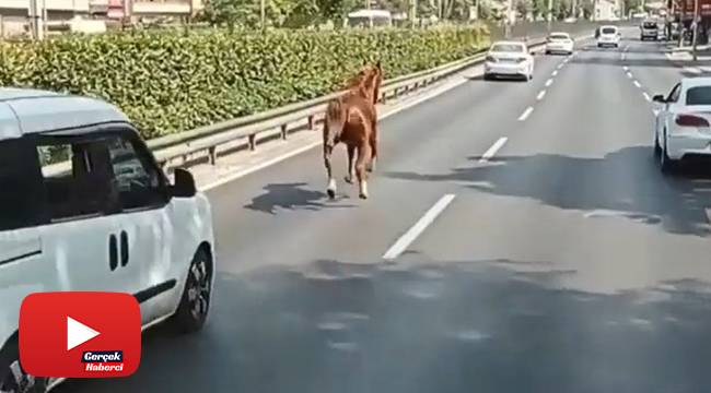 Otobanda dörtnala...