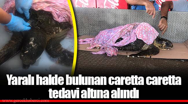 Yaralı halde bulunan caretta caretta tedavi altına alındı