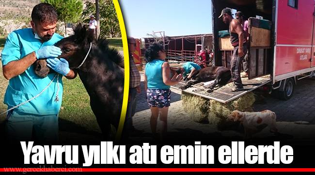 Yavru yılkı atı emin ellerde