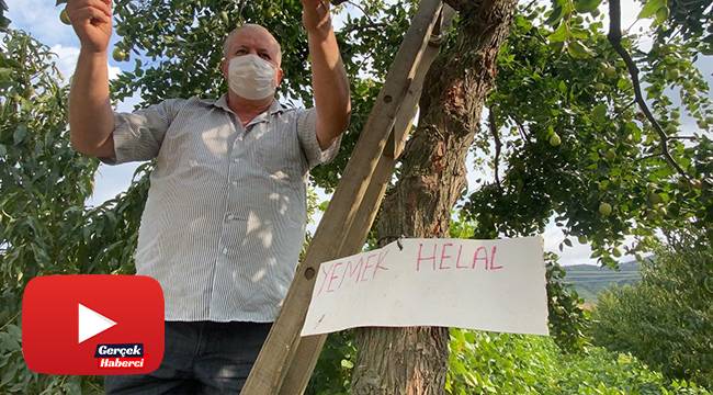 Yoldan geçen durup meyve koparıyor