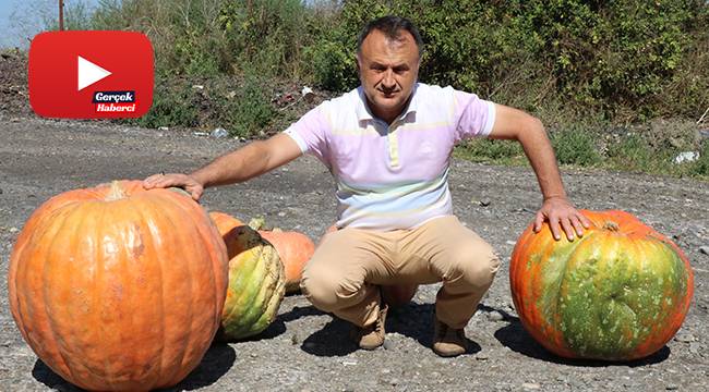 60 kiloluk kabak görenleri şaşırtıyor