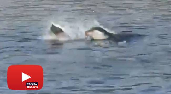 Akdeniz fokundan ibretlik ‘çöp tepkisi’