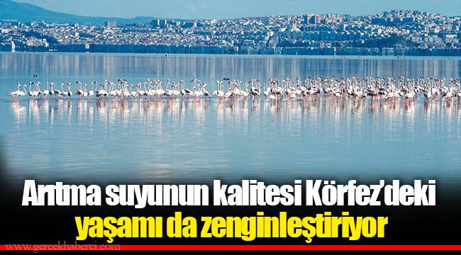 Arıtma suyunun kalitesi Körfez’deki yaşamı da zenginleştiriyor