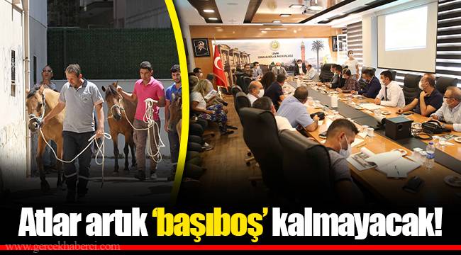 Atlar artık ‘başıboş’ kalmayacak!