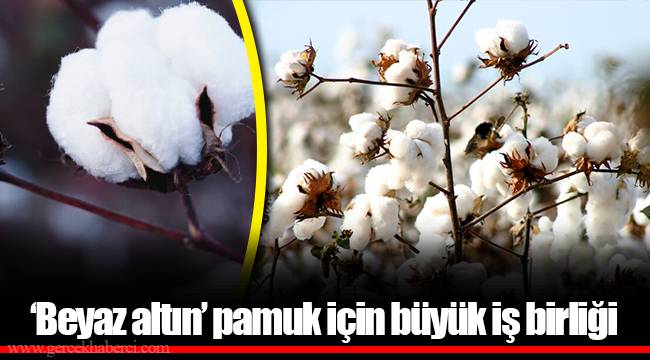 ‘Beyaz altın’ pamuk için büyük iş birliği