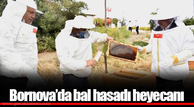 Bornova'da bal hasadı heyecanı