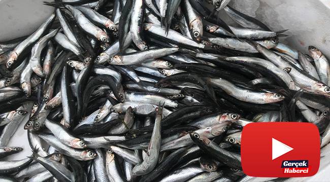 Denizlerdeki hamsi bolluğu fiyatları bir günde yarıya düşürdü