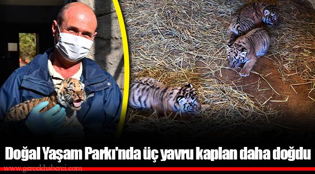 Doğal Yaşam Parkı'nda üç yavru kaplan daha doğdu