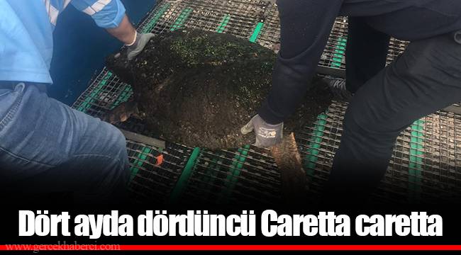 Dört ayda dördüncü Caretta caretta