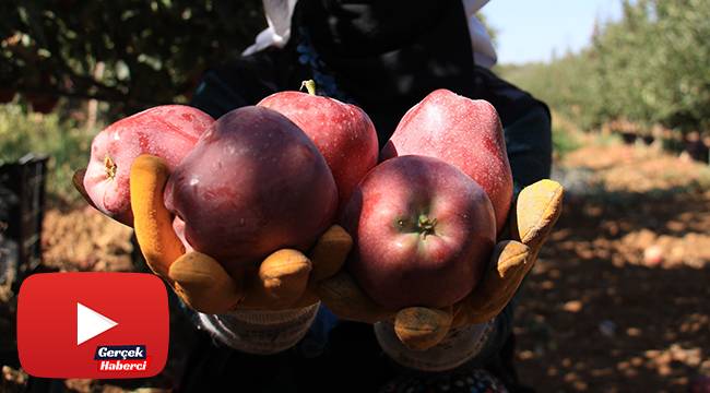Elazığ’da kırmızı elma hasadı başladı
