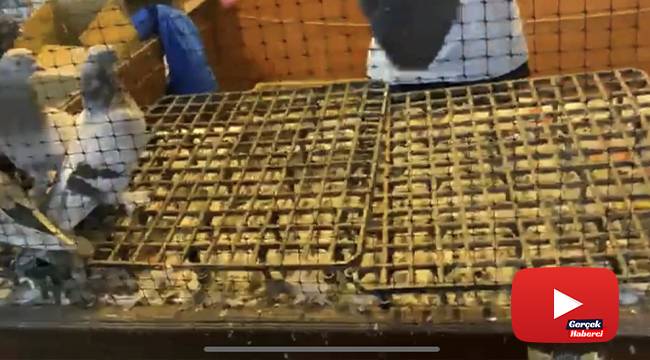 “Güvercin derneğine” kumar baskını kamerada