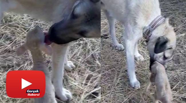 Kangal köpeğinin yürek ısıtan görüntüsü