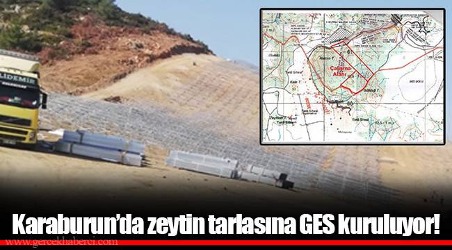 Karaburun’da zeytin tarlasına GES kuruluyor!