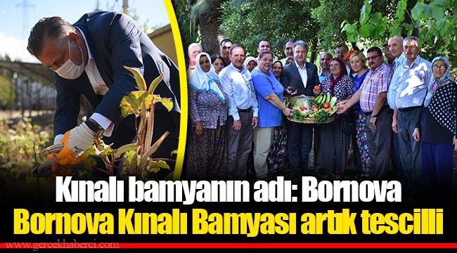 Kınalı bamyanın adı: Bornova